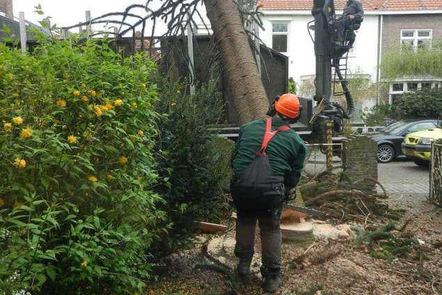 Bomen rooien Herten